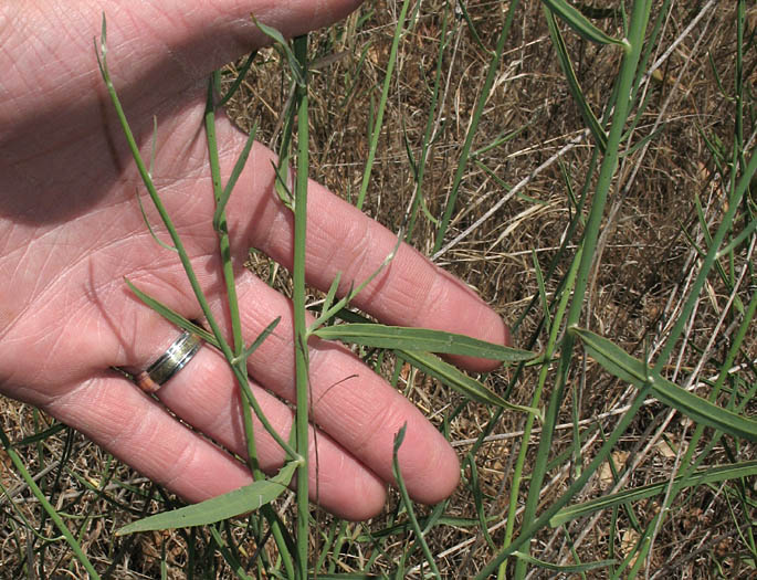 Detailed Picture 5 of Chondrilla juncea