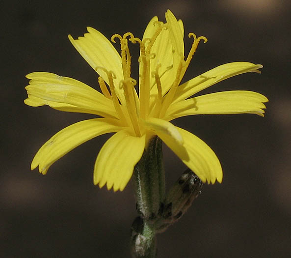 Detailed Picture 2 of Chondrilla juncea