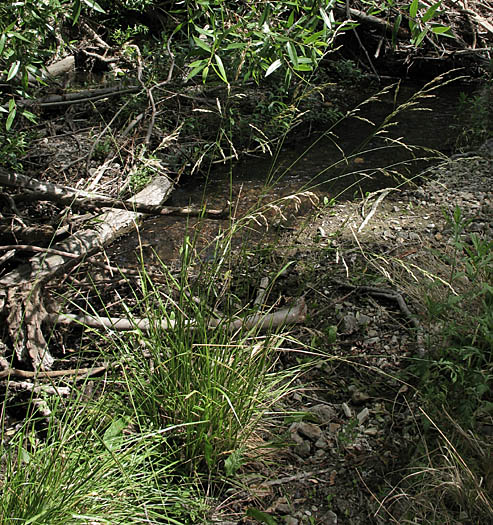 Detailed Picture 3 of Festuca arundinacea