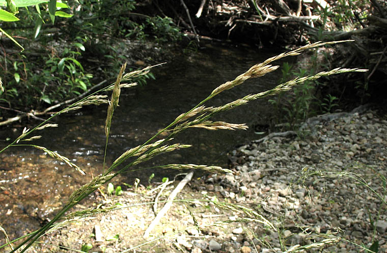 Detailed Picture 2 of Festuca arundinacea