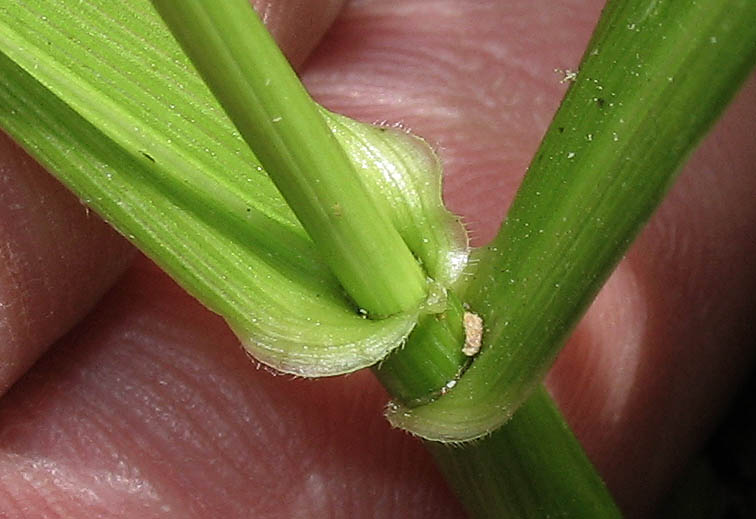 Detailed Picture 4 of Festuca arundinacea