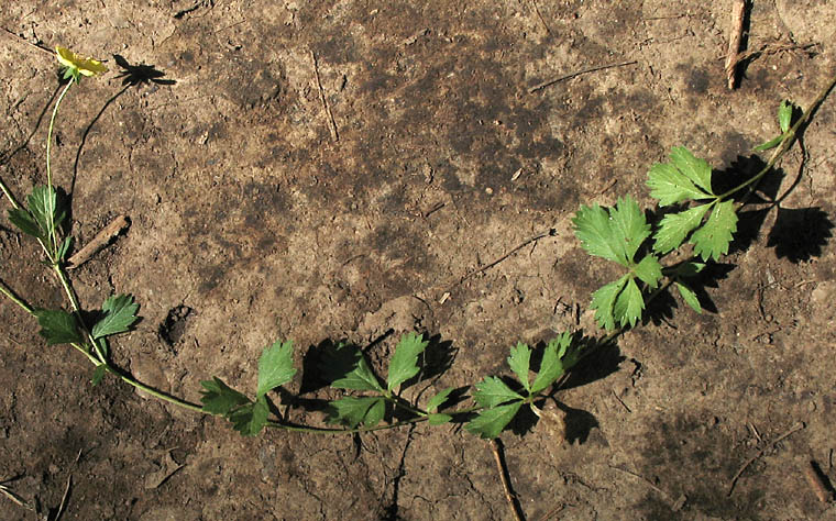 Detailed Picture 4 of Potentilla anglica