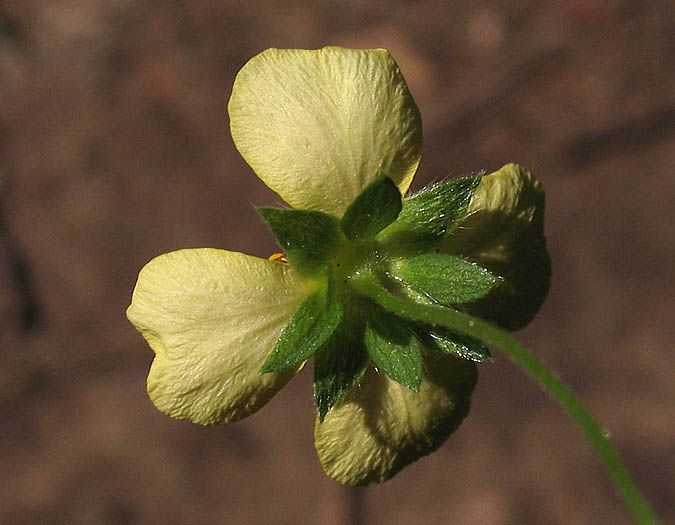 Detailed Picture 3 of Potentilla anglica