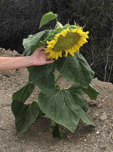 Detailed Picture 5 of Helianthus annuus