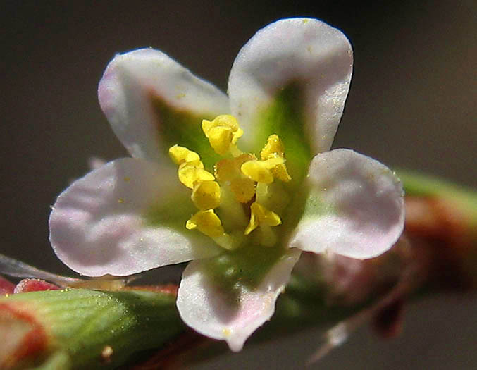 Detailed Picture 1 of Polygonum argyrocoleon