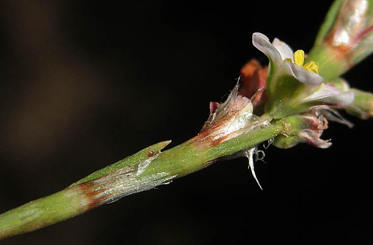 Detailed Picture 2 of Polygonum argyrocoleon