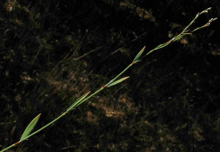 Detailed Picture 4 of Polygonum argyrocoleon