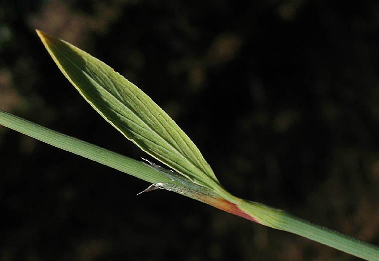 Detailed Picture 5 of Polygonum argyrocoleon