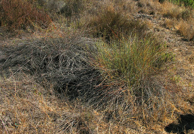 Detailed Picture 8 of Polygonum argyrocoleon