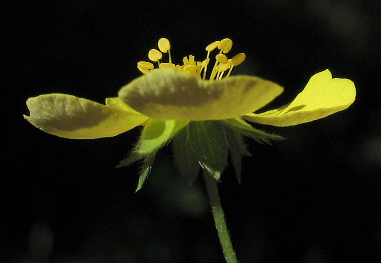 Detailed Picture 2 of Potentilla anglica