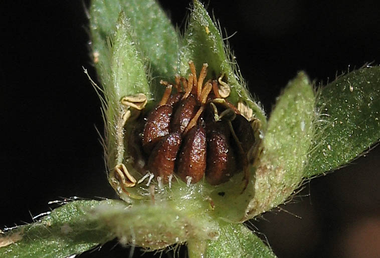 Detailed Picture 7 of Potentilla anglica