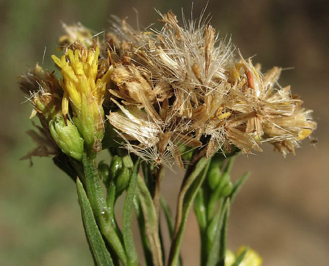 Detailed Picture 8 of Euthamia occidentalis