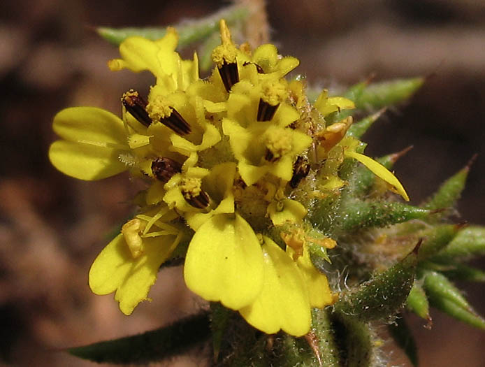 Detailed Picture 1 of Centromadia parryi