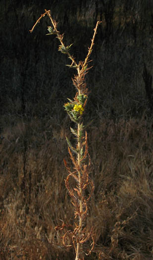 Detailed Picture 5 of Centromadia parryi