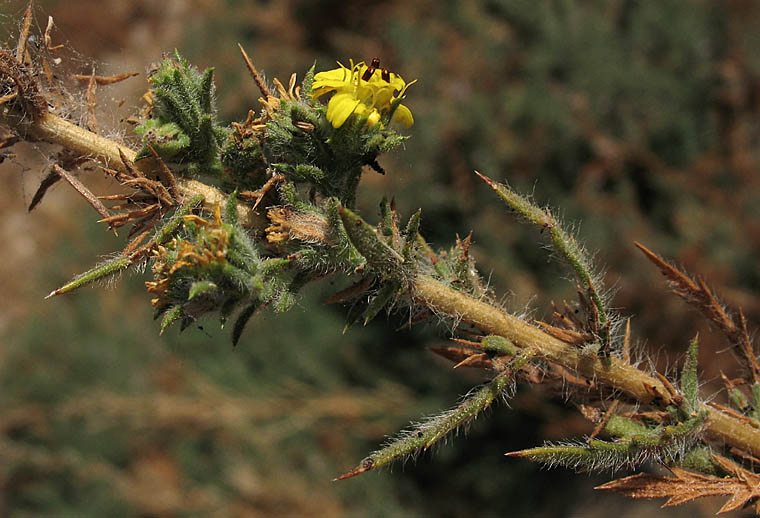 Detailed Picture 4 of Centromadia parryi