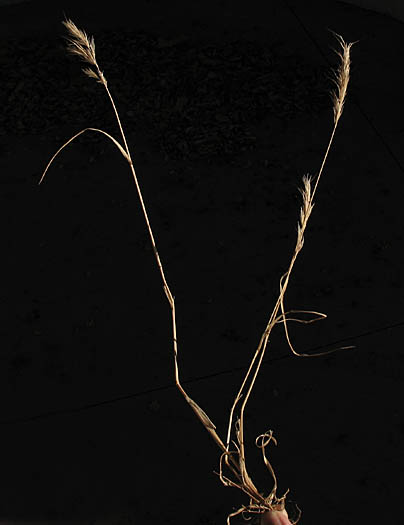 Detailed Picture 3 of Bromus berteroanus