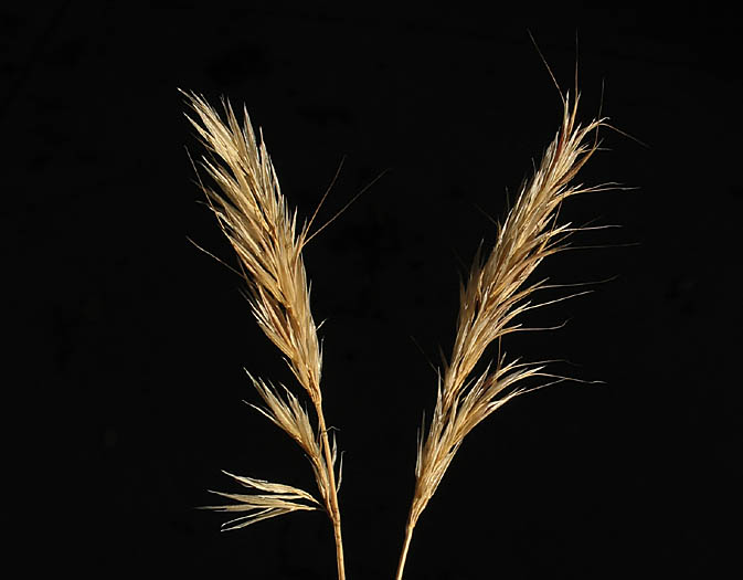 Detailed Picture 1 of Bromus berteroanus