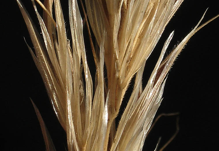 Detailed Picture 2 of Bromus berteroanus