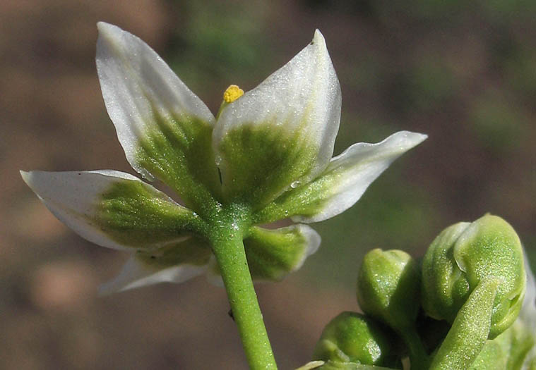 Detailed Picture 3 of Toxicoscordion fremontii