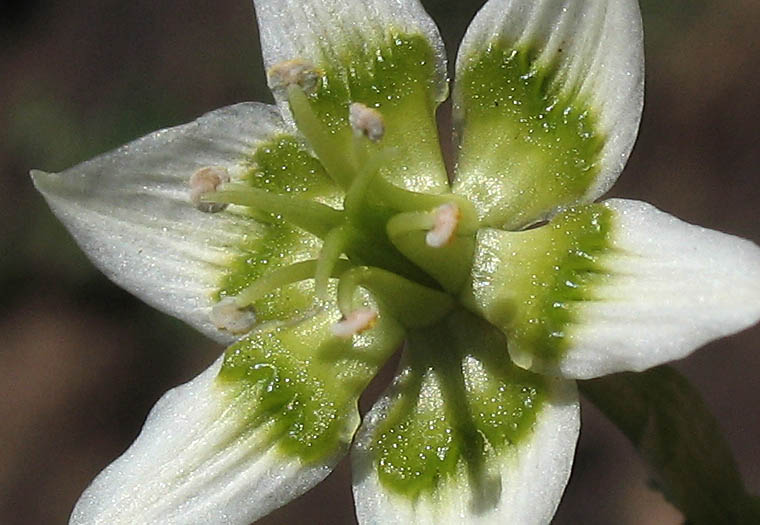 Detailed Picture 2 of Toxicoscordion fremontii