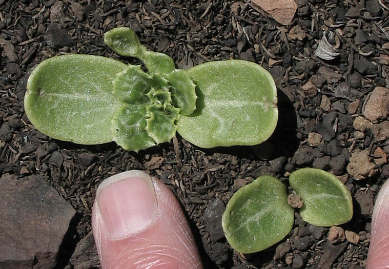 Detailed Picture 8 of Silybum marianum