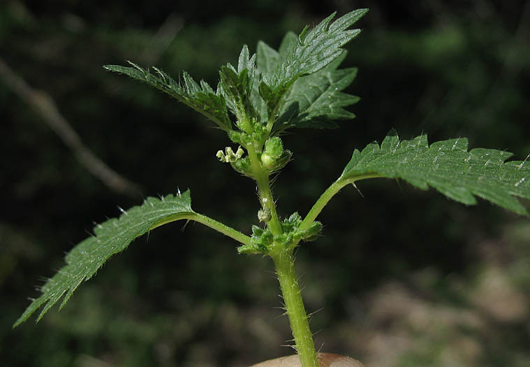 Detailed Picture 2 of Hesperocnide tenella