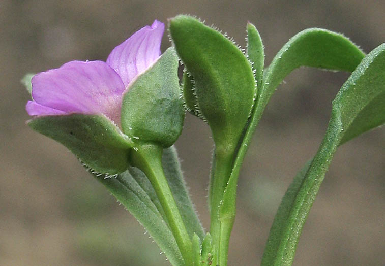 Detailed Picture 3 of Calandrinia menziesii