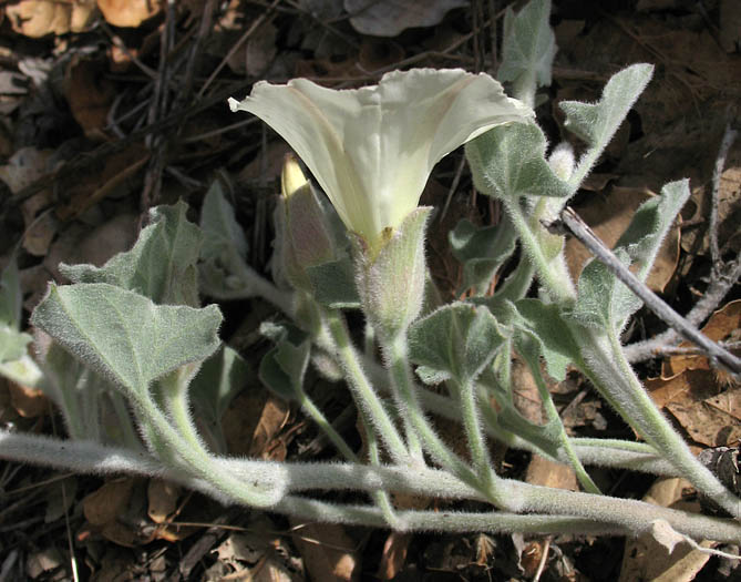 Detailed Picture 2 of Calystegia collina ssp. venusta