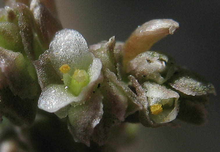 Detailed Picture 1 of Calyptridium monandrum