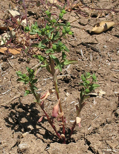 Detailed Picture 4 of Euphorbia spathulata