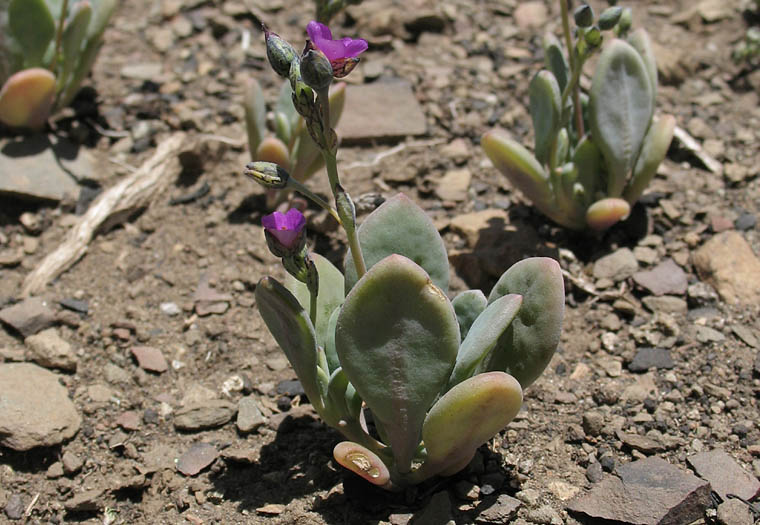 Detailed Picture 5 of Cistanthe maritima