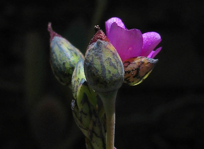 Detailed Picture 3 of Cistanthe maritima