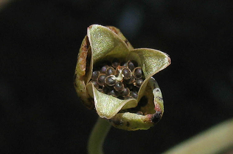 Detailed Picture 6 of Cistanthe maritima