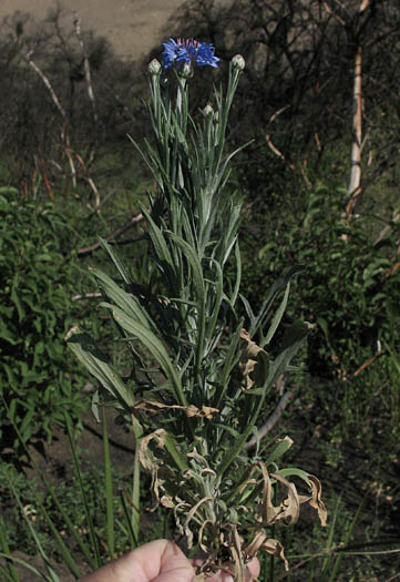 Detailed Picture 4 of Centaurea cyanus