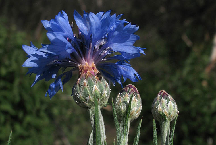 Detailed Picture 3 of Centaurea cyanus