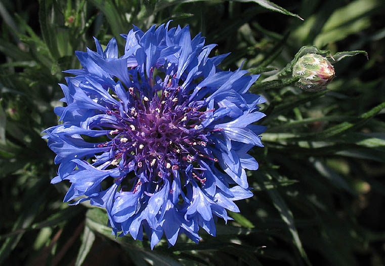 Detailed Picture 2 of Centaurea cyanus