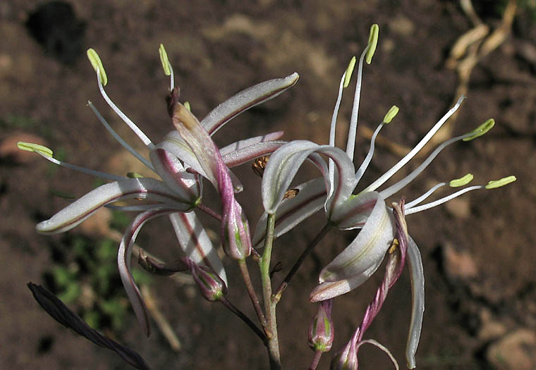 Detailed Picture 2 of Chlorogalum pomeridianum var. pomeridianum