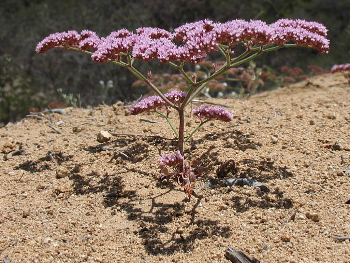 Detailed Picture 5 of Chorizanthe staticoides