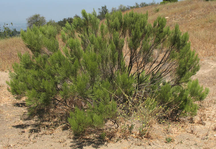 Detailed Picture 7 of Baccharis sarothroides × pilularis