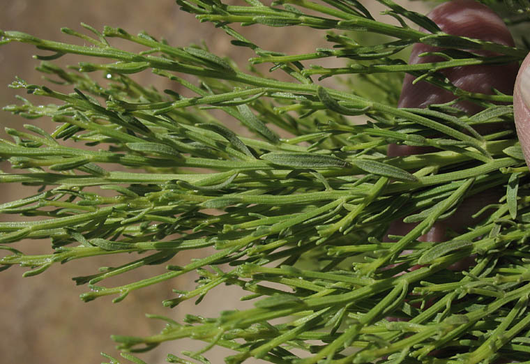 Detailed Picture 5 of Baccharis sarothroides × pilularis