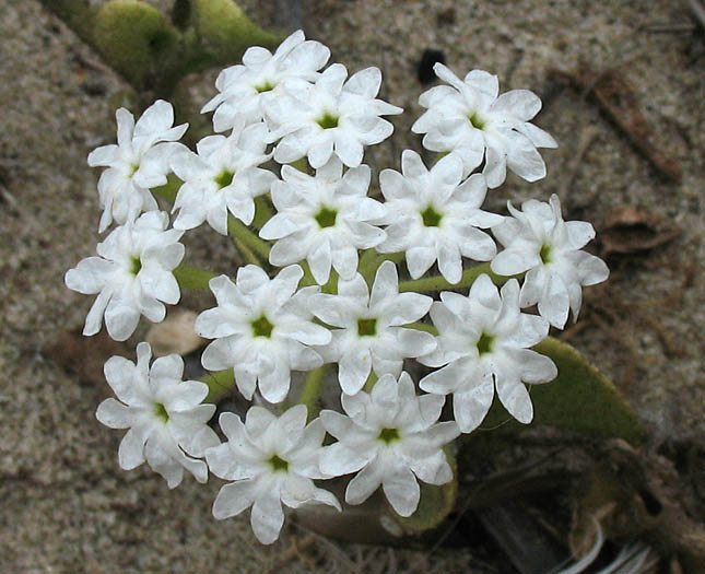 Detailed Picture 8 of Abronia umbellata ssp. umbellata