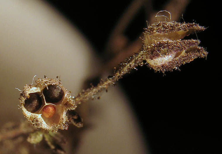 Detailed Picture 5 of Allophyllum glutinosum