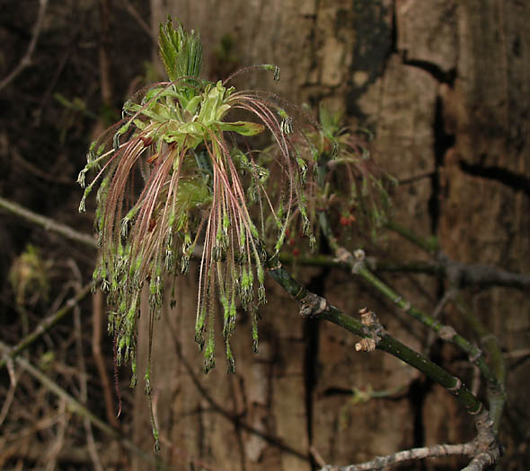 Detailed Picture 4 of Acer negundo