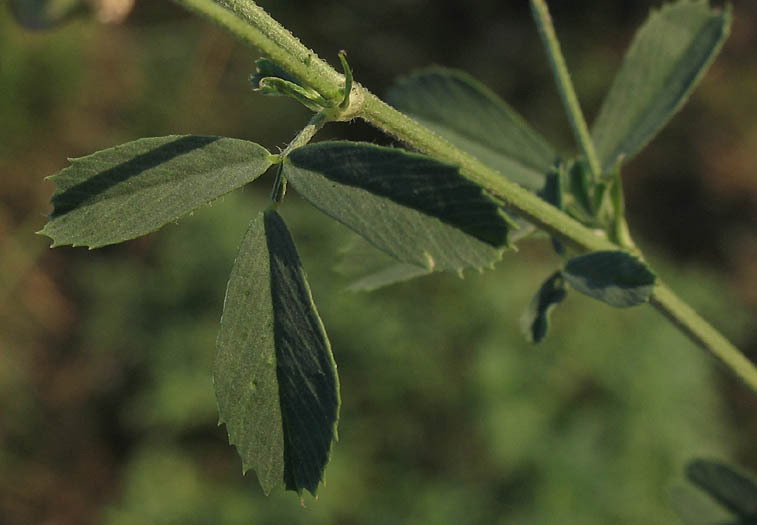 Detailed Picture 5 of Medicago sativa