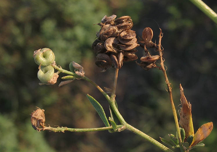 Detailed Picture 6 of Medicago sativa