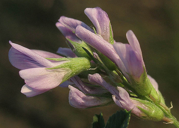 Detailed Picture 2 of Medicago sativa