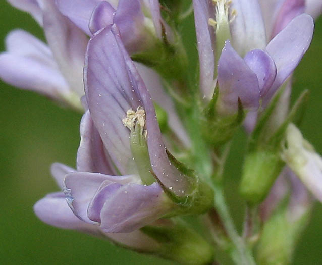 Detailed Picture 1 of Medicago sativa