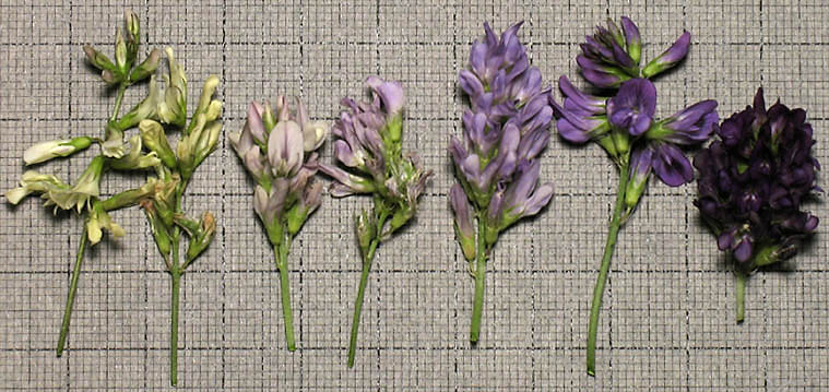 Detailed Picture 3 of Medicago sativa