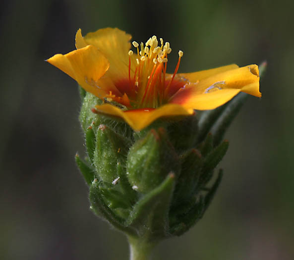 Detailed Picture 3 of Mentzelia veatchiana