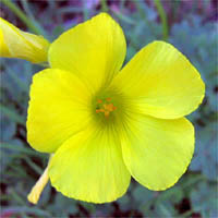 Thumbnail Picture of Oxalis pes-caprae